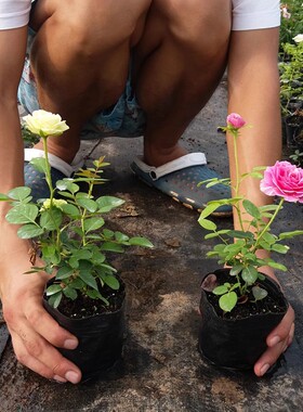 小苗月季花苗果汁阳台开花玫瑰绿植室内盆栽四季好养花卉蔷薇爬藤