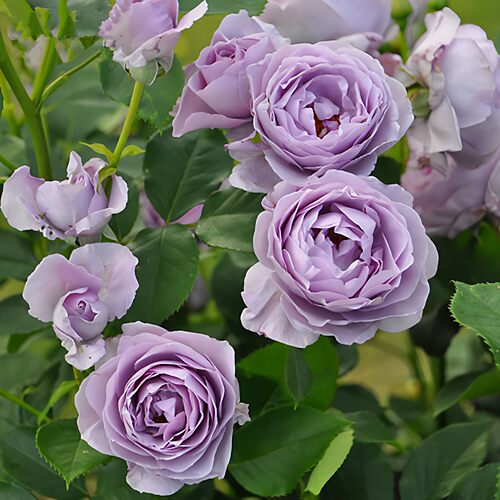 小苗蓝色风暴月季花苗15-25cm高