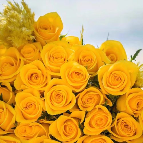 契机月季花苗开花特大花黄玫瑰花