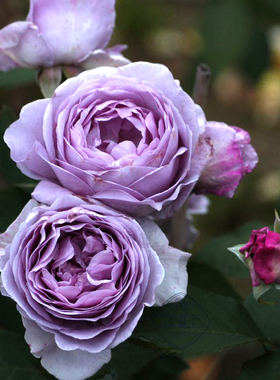 蓝色风暴月季花苗开花大玫瑰花室内阳台盆栽四季好养花卉绿植树苗