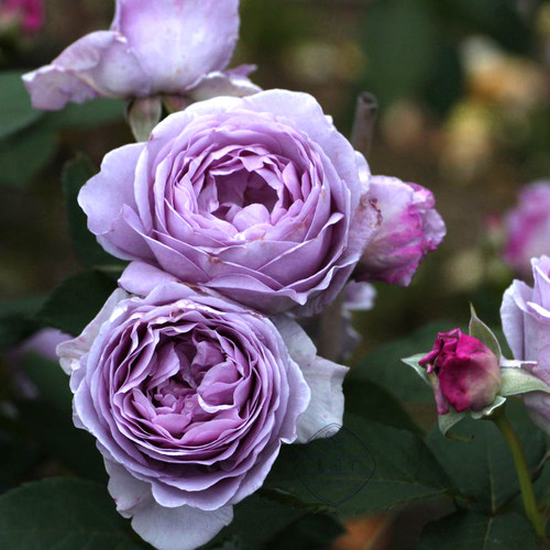 蓝色风暴月季花苗大花浓香玫瑰花