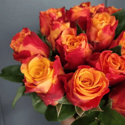 切花火焰月季玫瑰花苗大花盆栽