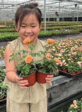 小苗果汁阳台月季花苗爬藤开花玫瑰绿植室内盆栽四季好养蔷薇藤本