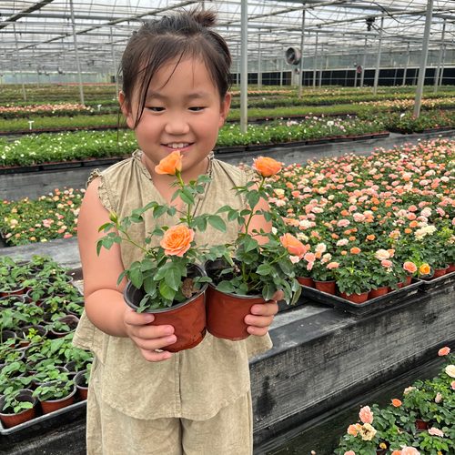 扦插小苗月季花苗开花玫瑰花盆栽