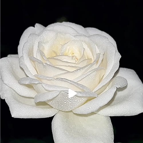 珍妮莫罗月季花苗大花浓香玫瑰花