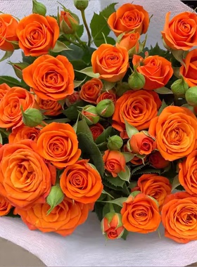 橙色芭比月季花苗开花大玫瑰花室内阳台盆栽四季好养花卉绿植树苗