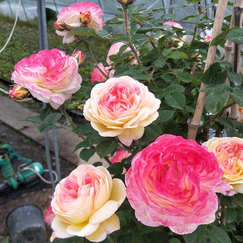 罗曼尼詹森月季花苗爬藤玫瑰蔷薇