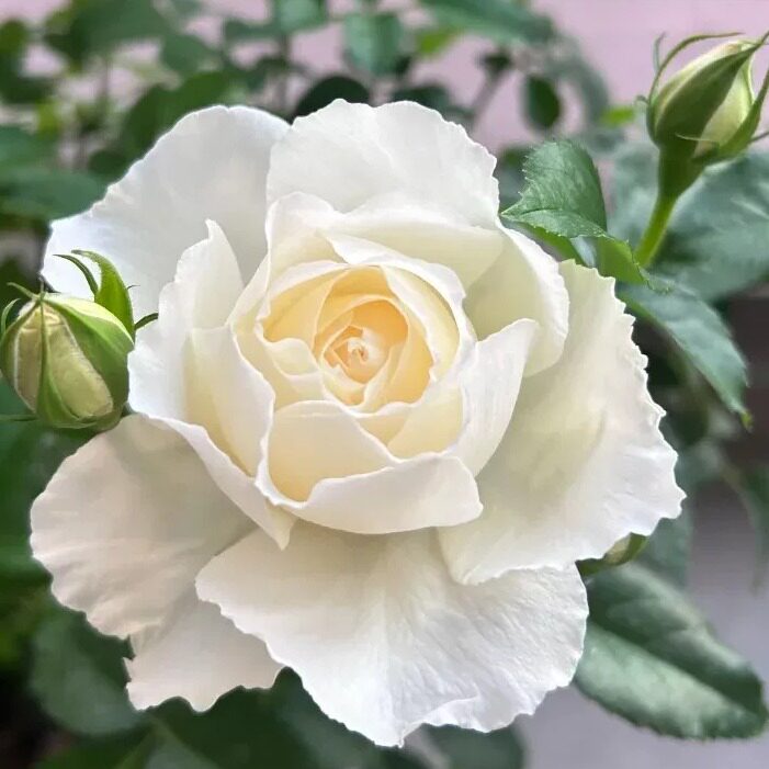 白海神王月季花苗重瓣四季开花
