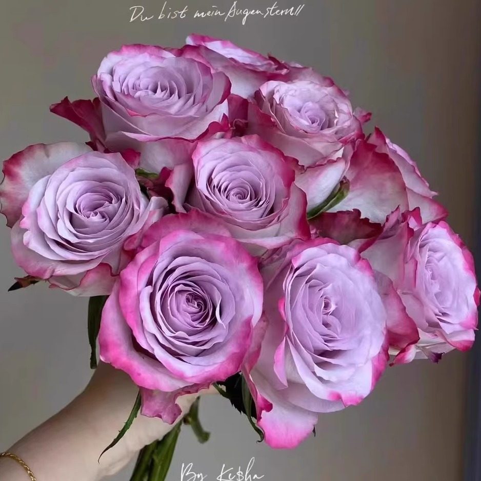 气场月季花苗开花大花紫玫瑰花室内阳台盆栽四季好养花卉绿植树苗,鲜花速递/花卉仿真/绿植园艺,月季/蔷薇/玫瑰,淘宝优惠券,粉丝福利购,淘宝优惠卷