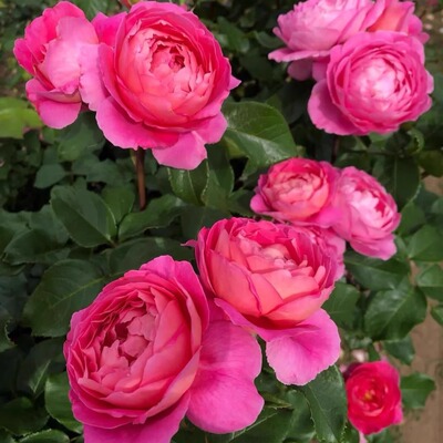 花宫娜日系月季花苗浓香粉玫瑰花