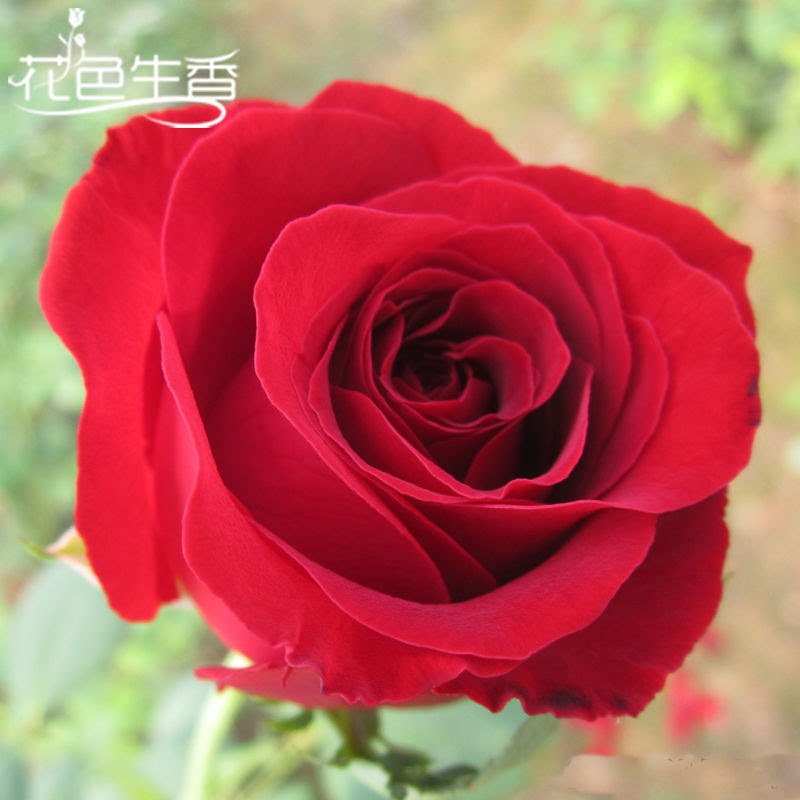 卡罗拉月季花苗大花红玫瑰花盆栽