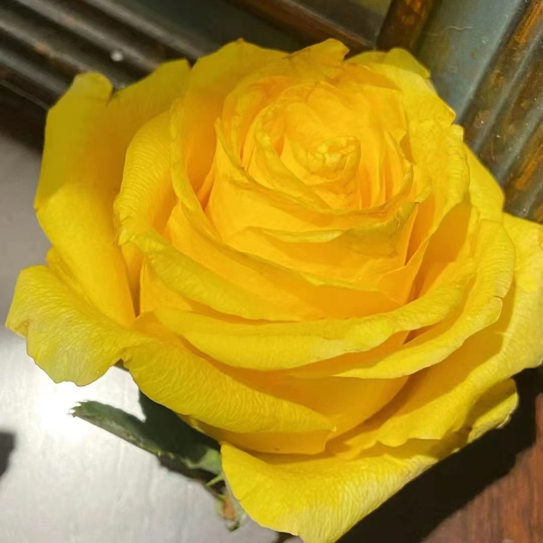 苏格兰黄油月季花苗大花黄玫瑰花