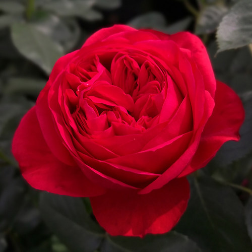 红苹果月季花苗大花红玫瑰花盆栽