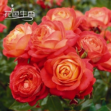 藤宝贝藤本月季花苗爬藤开花玫瑰小苗四季盆栽花卉植物蔷薇树绿植