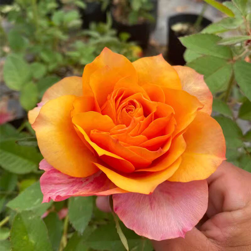 艾帕索月季花苗开花大花玫瑰花室内阳台盆栽四季好养花卉绿植树苗