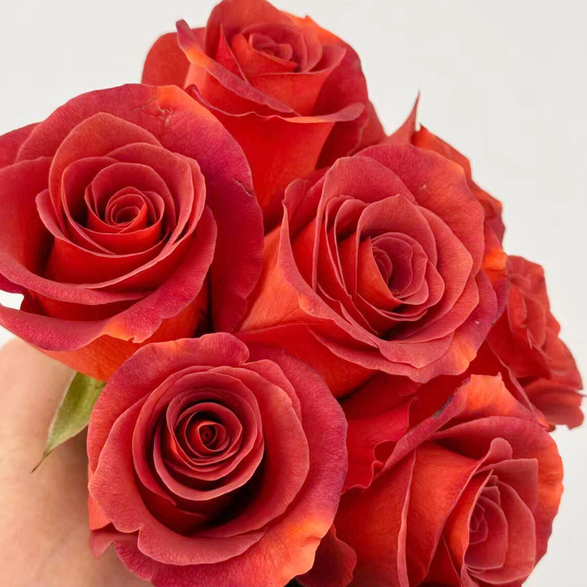 杏仁酒阿玛雷托月季玫瑰花苗