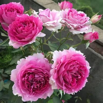 天方夜谭月季花苗大花浓香玫瑰花