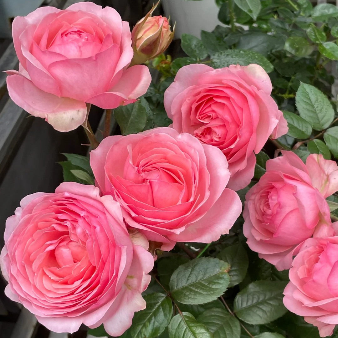 杨玉环月季花苗开花大花玫瑰花室内阳台盆栽四季好养花卉绿植树苗