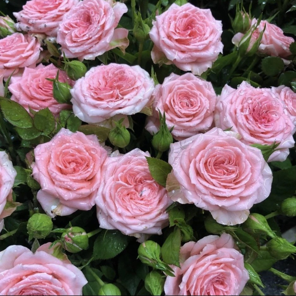 仙度瑞拉月季花苗开花粉玫瑰花室内阳台盆栽四季好养花卉绿植树苗