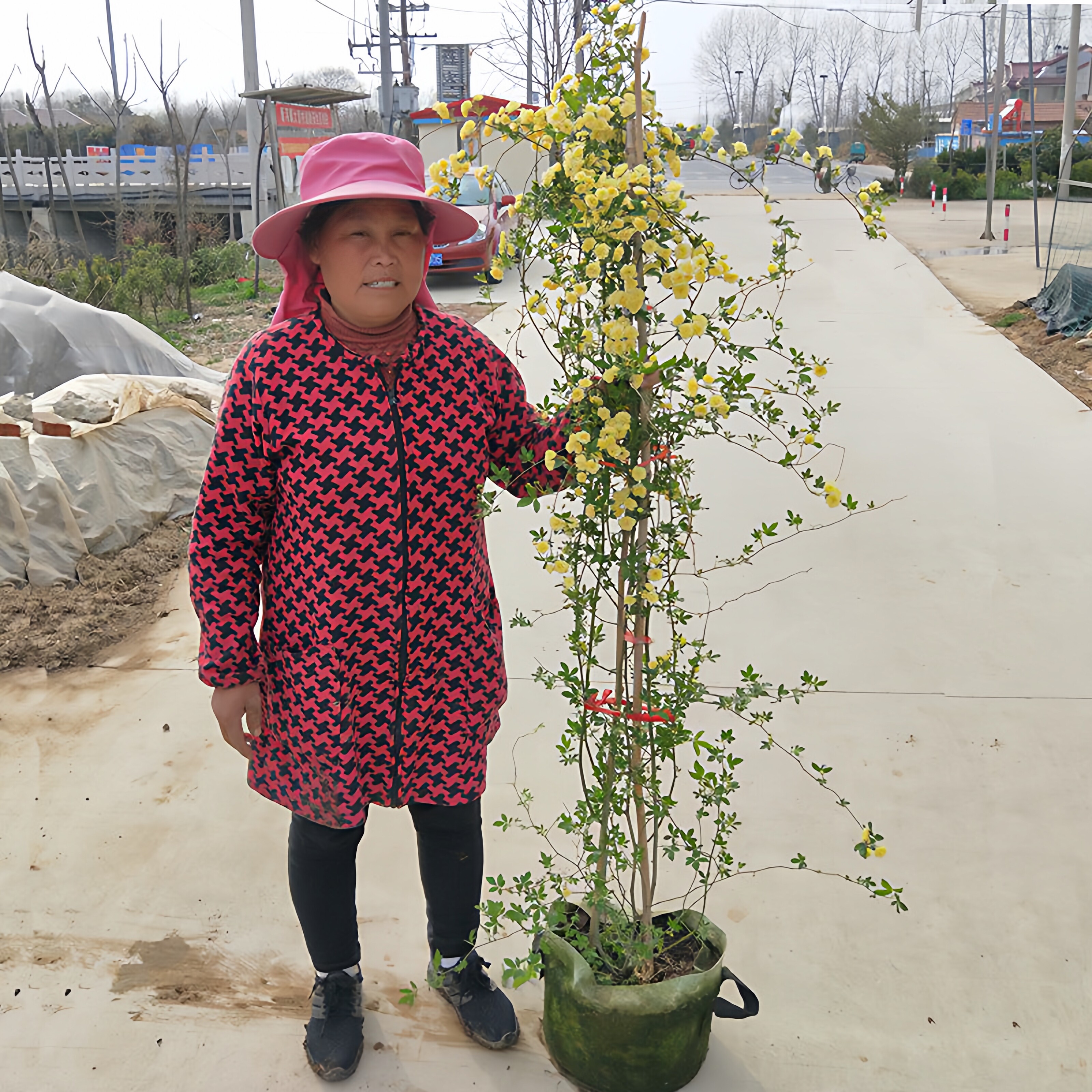 黄木香花苗爬藤植物甜蜜开花红白木香花庭院阳台蔷薇四季盆栽花卉