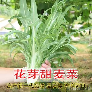 花芽甜唛菜种子蔬菜豌豆香菜菠菜白菜生菜芹萝卜菜籽葱种大全四季