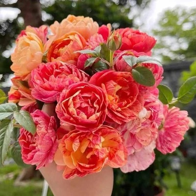 果汁飞溅月季花苗开花玫瑰花