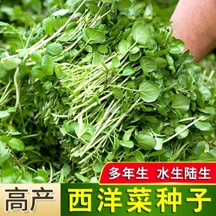 西洋菜豆瓣菜种子蔬菜香菜菠菜白菜生菜芹菜萝卜菜籽葱种大全四季