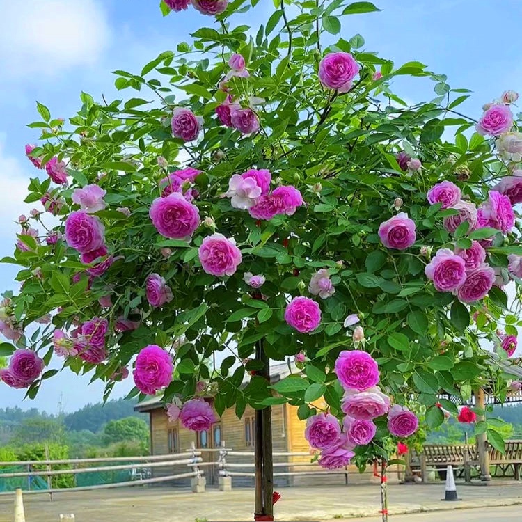 大苗玛姬婶婶月季花苗开花多头浓香玫瑰四季盆栽花卉爬藤植物树苗