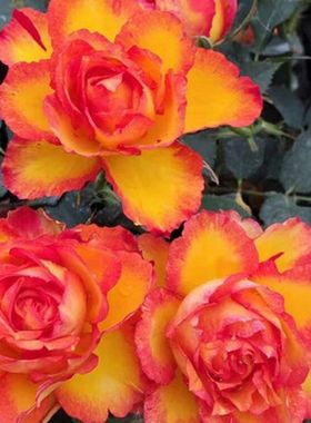 埃斯托里尔火焰月季花苗开花黄玫瑰室内盆栽四季好养花卉绿植树苗