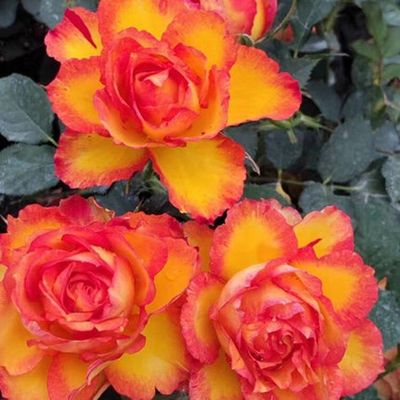 埃斯托里尔月季花苗大花玫瑰花