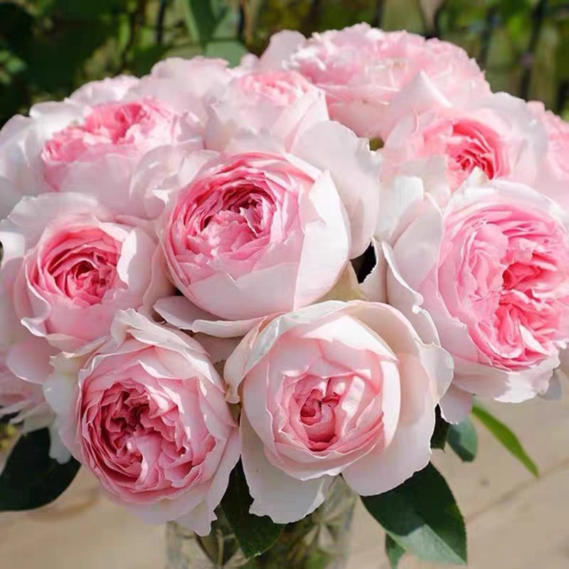 伊芙乙女心月季花苗大花玫瑰
