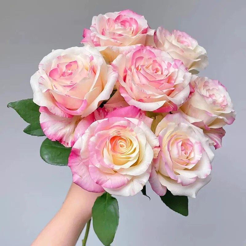 霓裳月季花苗开花浓香大花玫瑰室内阳台盆栽四季好养花卉绿植树苗