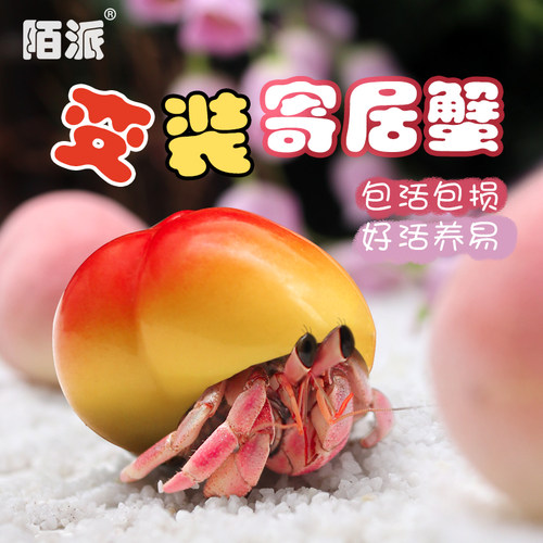 萌宠陆生寄居蟹活体～好养