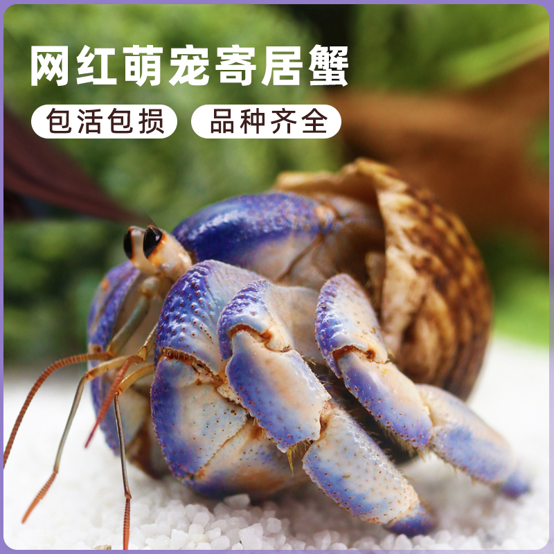 萌宠陆生寄居蟹活体～好养