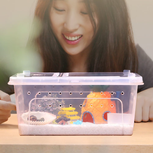 寄居蟹活体饲养盒套餐～装