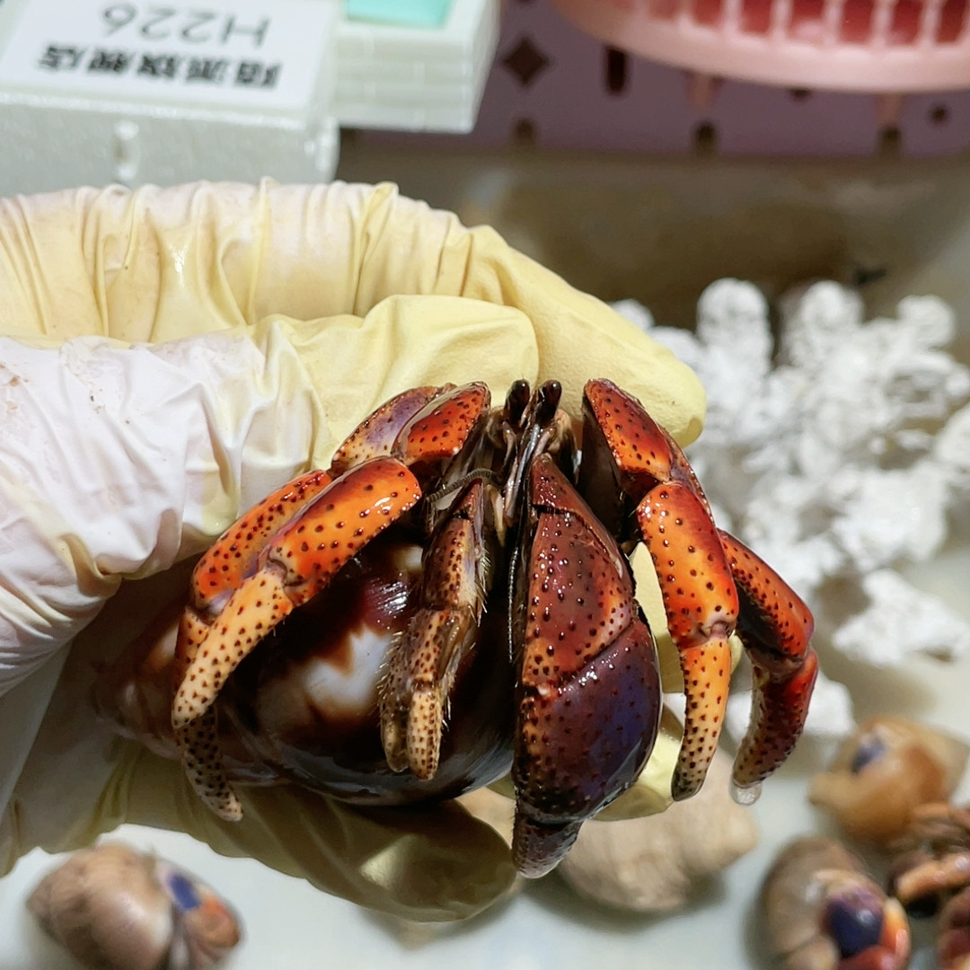 H241西伯,宠物/宠物食品及用品,蟹,淘宝优惠券,粉丝福利购,淘宝优惠卷