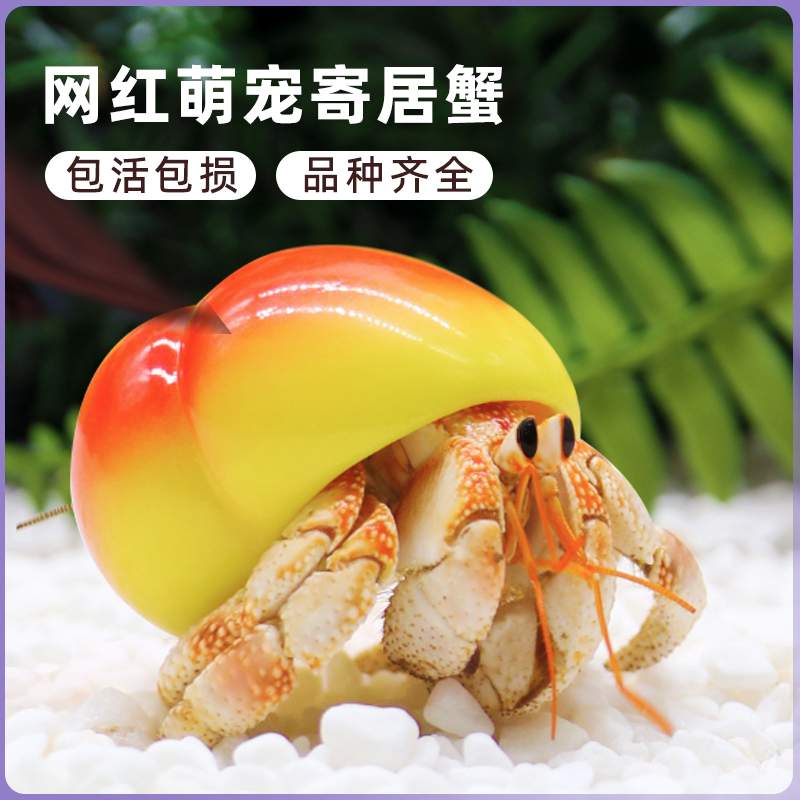 萌宠陆生寄居蟹活体～好养