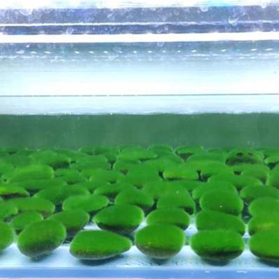 极速绿虾藻藻种短绒藻绒藻Jpt3R9XU藻K石藻球藻苏藻鱼缸绿藻长绿