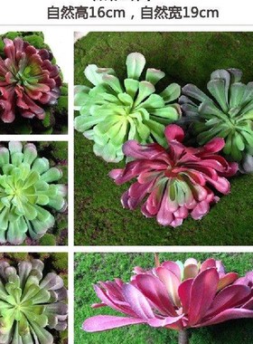 极速NuaoNuoWell x Aeonium 	BLACK ROSE	 Gorgeou