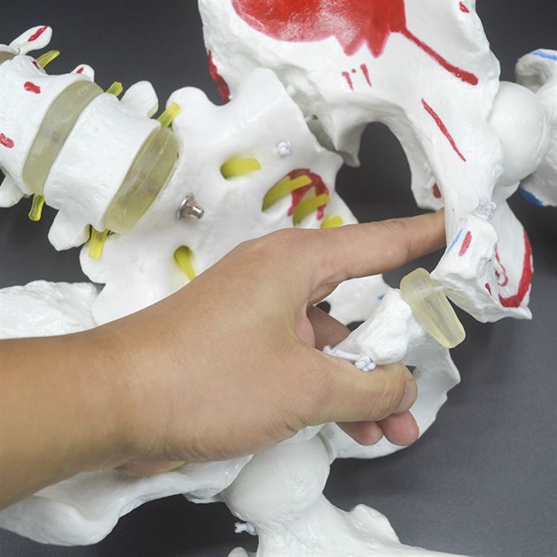 极速85CM人体软脊椎模型 脊椎带动态可变形骨盆S半腿骨和肌肉着色