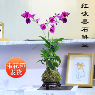 极速现带多花苞四季可开花红泼墨石斛兰花苔藓Q球迷你花卉绿植室