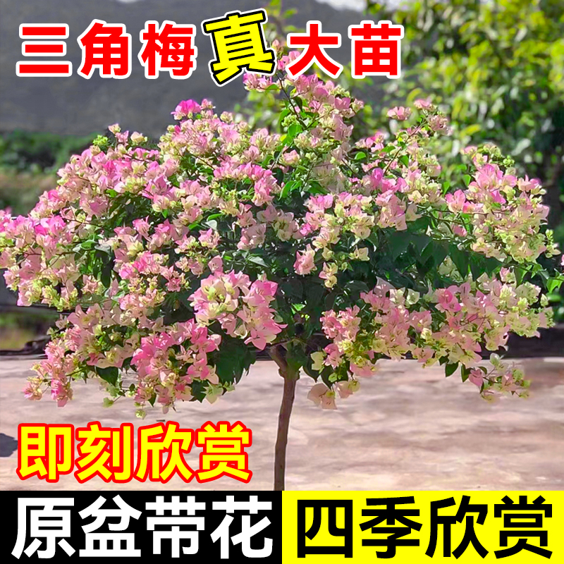 极速精品绿樱三角梅盆栽带花老桩漳D红樱爬藤绿植好养活四季开花