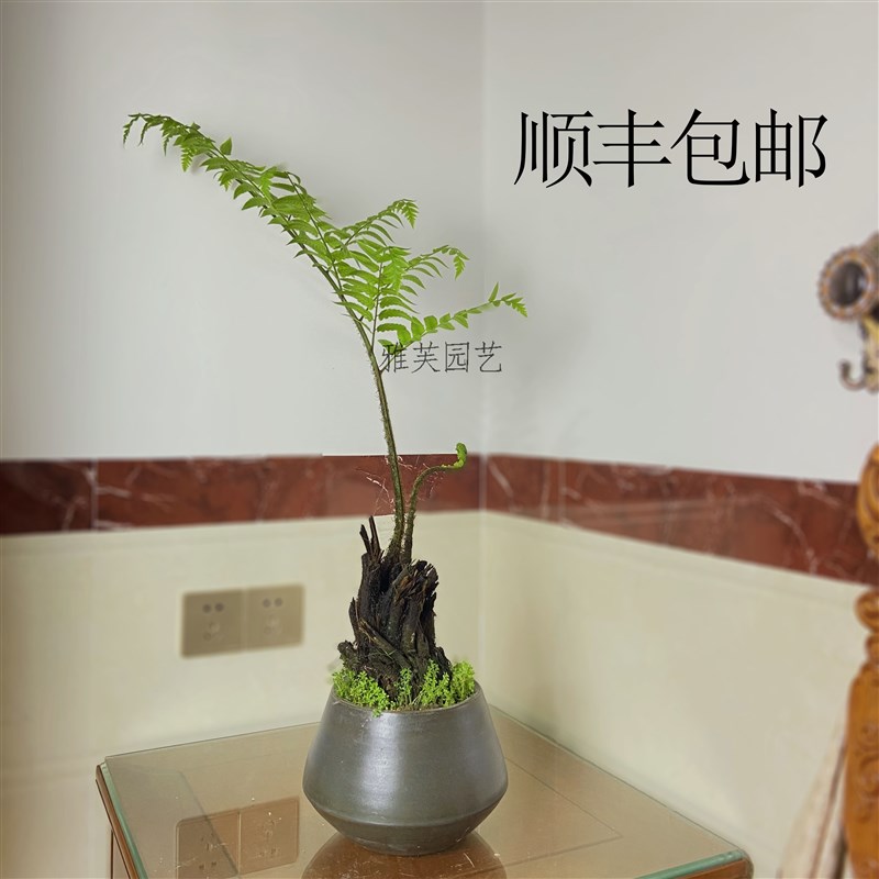 极速网红蕨类盆景一叶蕨室内耐阴软装F绿植观音坐莲茶几水培喜阴