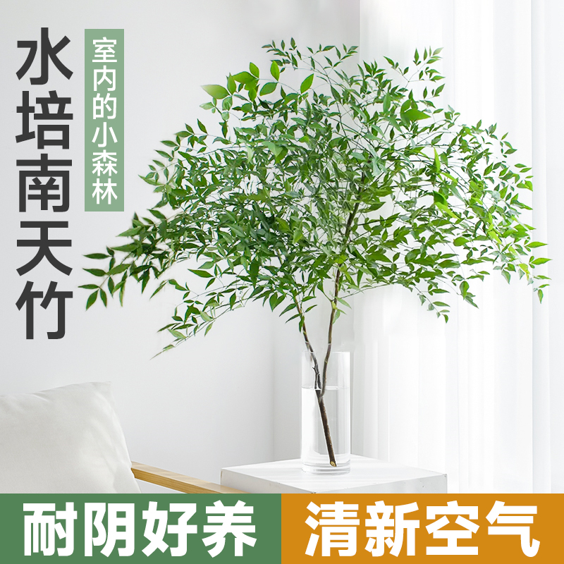 极速南天竹水f培植物盆栽水养真绿植办公室内花卉鲜切枝吊钟平替