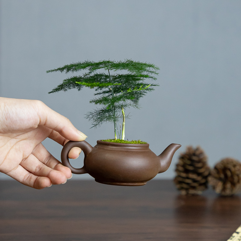 极速茶壶文竹盆栽盆景精品高端懒人植物H室内办公桌面室绿植好养