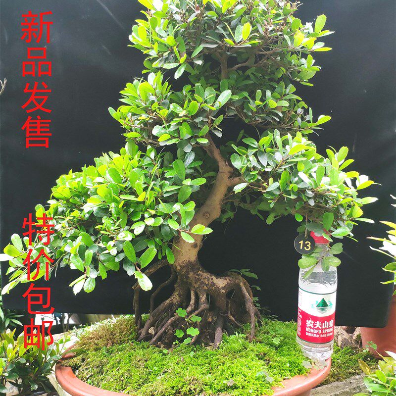 极速中华蚊母盆景 长江v小叶蚊母 常青绿植 提根造型盆景