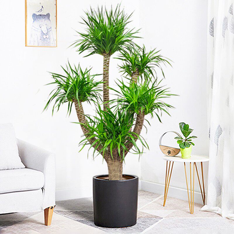 极速优点多龙血树大型绿植多x头龙铁树室内客厅盆栽花卉植物办公