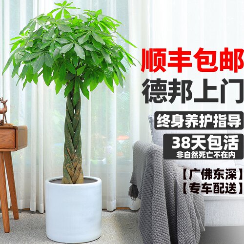 极速k客a厅盆发绿植室厅好养办公室加湿观花植物适合R栽财树花盆