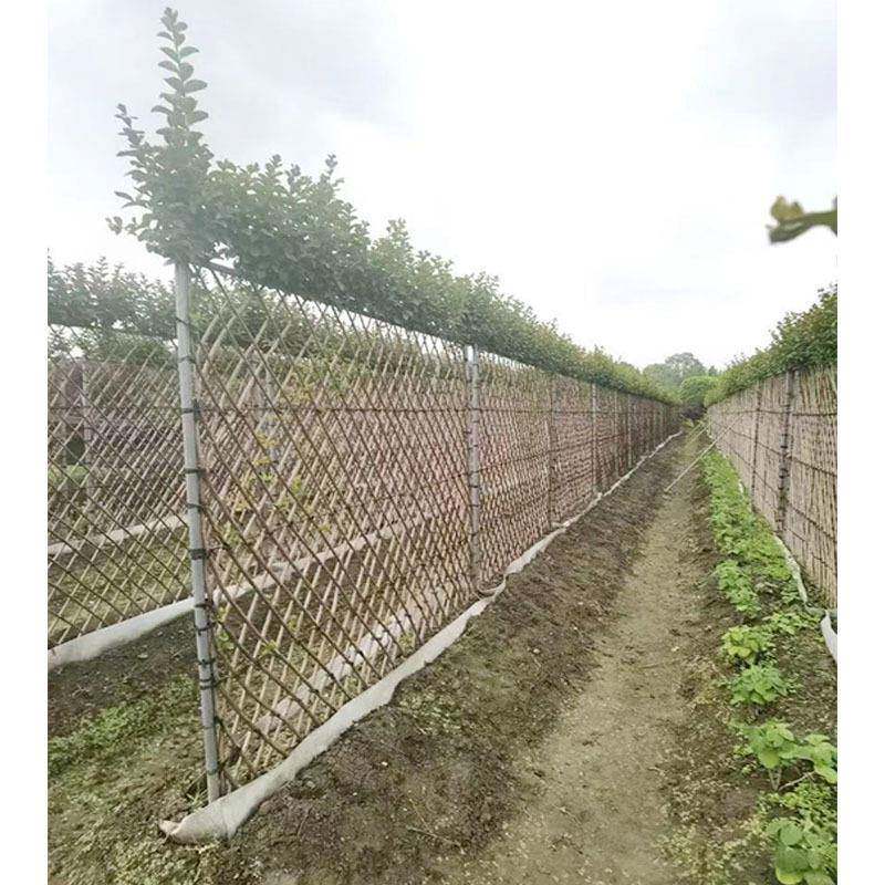 编艺紫薇篱笆成都园林景观绿化苗木庭院造型植物紫薇篱笆墙
