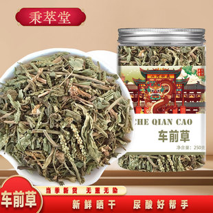 车前草正宗中药材500g新鲜车田草降车钱草尿酸泡水车前子泡茶干货